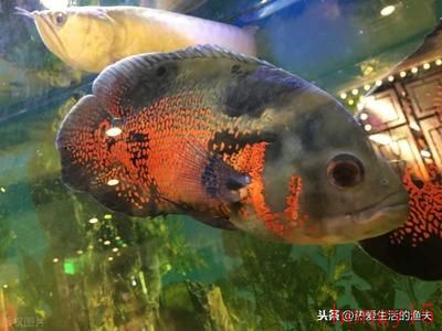 银龙鱼可以吃吗，银龙鱼可以安全食用吗？ 水族问答