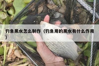 柠檬鲫鱼最佳水温控制，柠檬鲫鱼最佳水温控制技巧，温水性鱼类生长特性 观赏鱼市场（混养鱼） 第1张