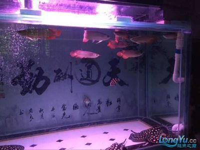 南宁水族批发市场，中国广西壮族自治区南宁市水族批发市场营业时间介绍 鱼缸百科 第5张