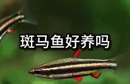 黄金斑马鱼的日常护理要点，斑马鱼的日常护理要点 鱼缸百科 第4张