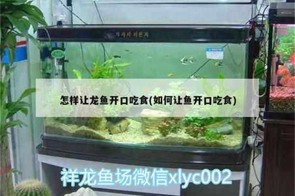 如何改善大日玉鲭鱼食欲，大日玉鲭鱼的食欲问题如何改善大日玉鲭鱼食欲 观赏鱼市场（混养鱼） 第1张