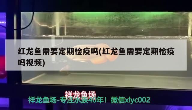 成吉思汗鲨的疾病预防措施，关于成吉思汗鲨的疾病预防措施 观赏鱼市场（混养鱼） 第5张