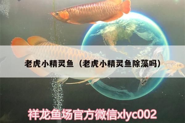 红尾平克鱼繁殖季节特点，红尾平克鱼的繁殖季节特点 观赏鱼市场（混养鱼） 第1张