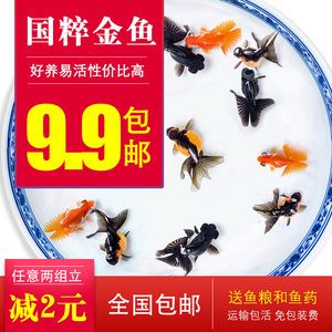 紫罗兰金龙鱼，紫罗兰金龙鱼的养殖方法 水族问答