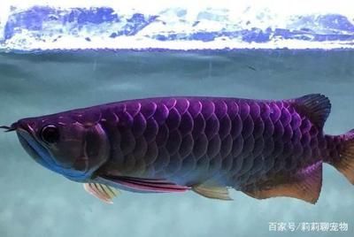 蓝色金龙鱼，蓝色金龙鱼的生物学特性及其在水族箱中的养殖方法 龙鱼百科 第1张