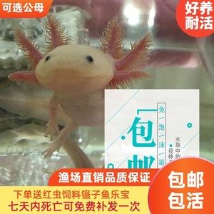 六角恐龙鱼一次喂几粒饲料，六角恐龙鱼饲料品牌推荐,六角恐龙鱼饲料营养成分分析 龙鱼百科 第3张