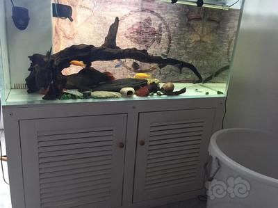 六角恐龙鱼能吃面包吗，六角恐龙鱼能不能吃面包？ 水族问答 第1张