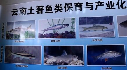 红龙鱼温度，红龙鱼的理想生存温度通常在24-28摄氏度之间 水族问答