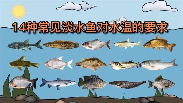 龙鱼全身长白点，龙鱼全身长白点怎么办？ 水族问答