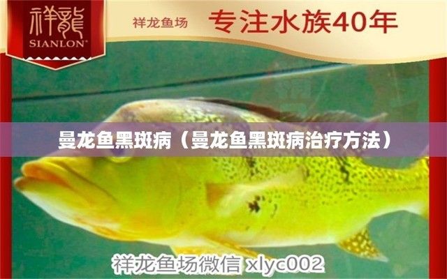 龙鱼黑斑病，关于龙鱼黑斑病的一些指导 龙鱼百科 第4张