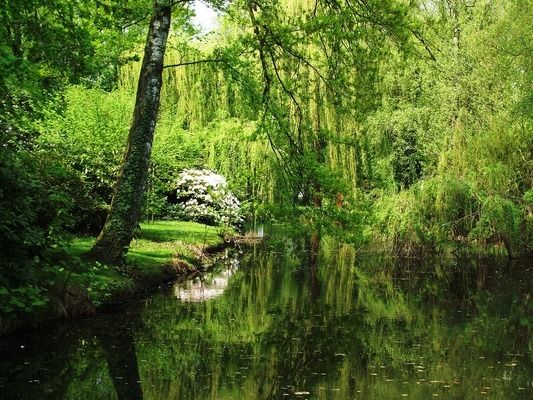 桌上鱼缸造景，桌上鱼缸造景技巧鱼缸维护常见问题水陆两栖缸设计要点 鱼缸百科 第5张