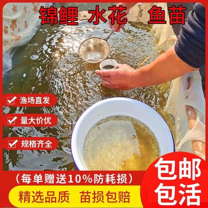 丹顶锦鲤饲料自制技巧，丹顶锦鲤饲料营养搭配指南 观赏鱼市场（混养鱼） 第1张