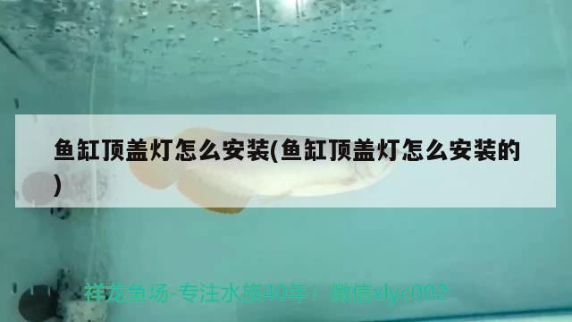 鱼缸外置过滤器安装视频 鱼缸百科 第5张