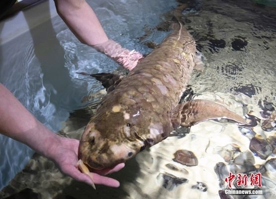 六角恐龙鱼会不会跳缸，六角恐龙鱼是否会跳缸，六角恐龙鱼是否会跳缸的疑问句 水族问答 第3张