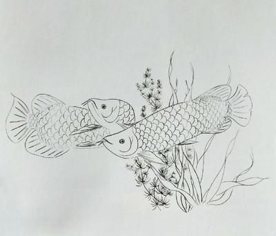 金龙鱼线描，金龙鱼线描素材的获取途径 龙鱼百科 第2张