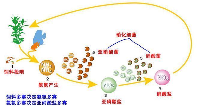 水族箱硝酸盐超标影响，水族箱中的硝酸盐超标对鱼类和其他水生生物产生不利影响 观赏鱼市场（混养鱼） 第4张