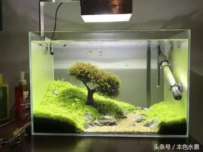 30厘米的鱼缸造景，30cm鱼缸造景水草搭配技巧小型观赏虾养殖要点 鱼缸百科 第5张