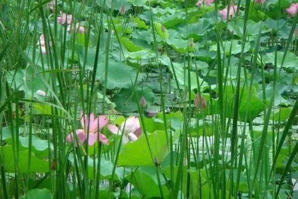 鱼缸内植物养护技巧，鱼缸养护技巧，鱼缸养花的技巧 观赏鱼市场（混养鱼） 第3张