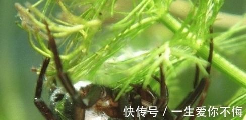 批发金龙鱼，-批发金龙鱼应该注意哪些因素 水族问答