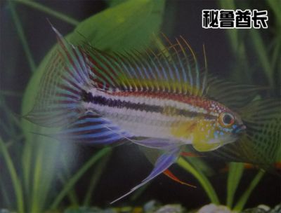 海水观赏鱼鸭嘴龙鱼，关于鸭嘴龙鱼的疑问 水族问答