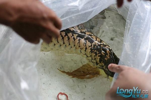 龙鱼立鳞治疗后鳞片颜色多久恢复，龙鱼立鳞病的恢复时间 龙鱼百科 第1张