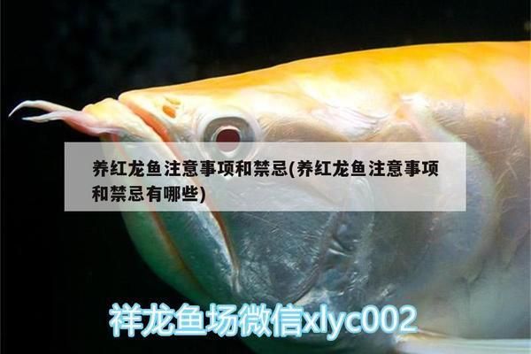 红龙鱼饲料干燥保存技巧，红龙鱼饲料的干燥保存技巧