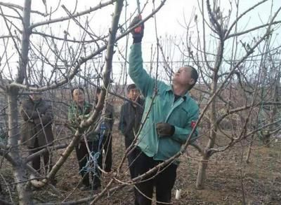 黑鱼 鱼缸 龙鱼能养吗图片欣赏，黑鱼和龙鱼能否共同养殖黑鱼和龙鱼的特性，-龙鱼能否共同养殖 水族问答