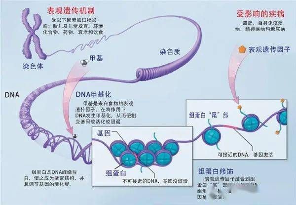 PCR技术在鞭毛虫诊断中的应用，pcr技术在鞭毛虫检断中的应用 观赏鱼市场（混养鱼） 第4张