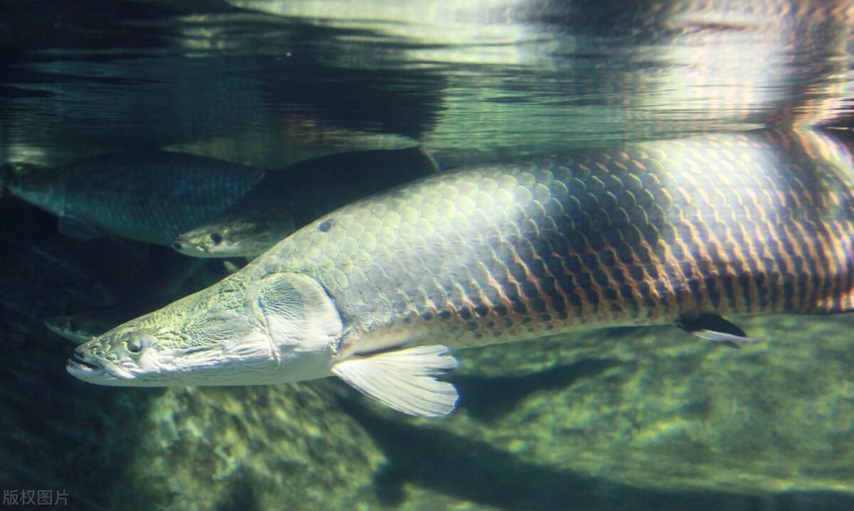 亚马逊河鱼种保护政策，亚马逊河渔业管理现状,亚马逊河生物多样性研究进展 观赏鱼市场（混养鱼） 第4张