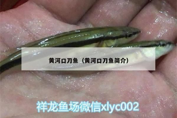 非洲象鼻鱼的生态位分析，非洲象鼻鱼的生态位分析及其保护措施 观赏鱼市场（混养鱼） 第5张