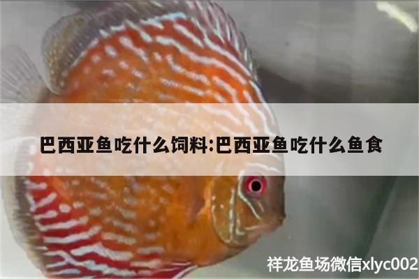 红龙鱼眼睛外有白点莫怎么办，红龙鱼眼睛外出现白点可能是由多种原因引起的，如何预防 水族问答