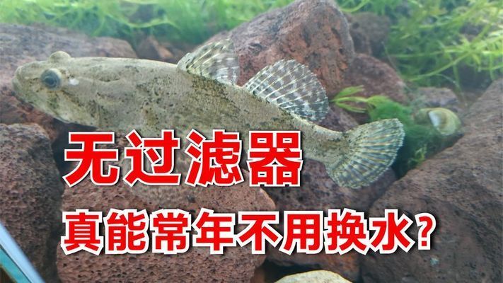 哪种鱼缸不用换水，如何维护免换水鱼缸 鱼缸百科 第4张