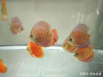 金龙鱼急救药，如何正确给金龙鱼使用金龙鱼急救药？ 水族问答