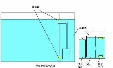 龙鱼能忍受的最低温度，龙鱼的理想生活水温应该维持在多少度的范围内