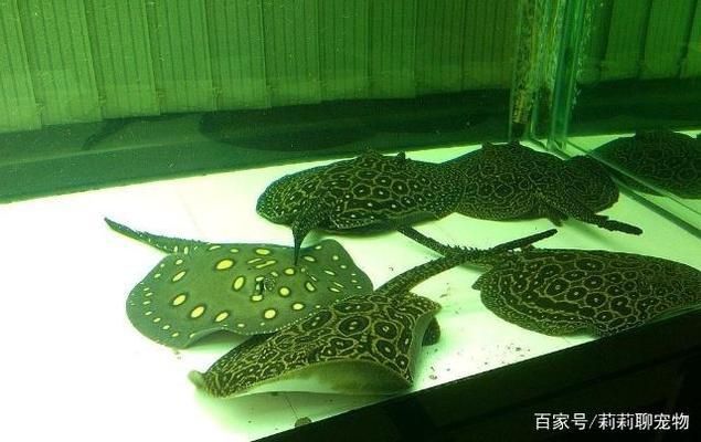 魟鱼适宜的水族箱尺寸，魟鱼水族箱布置技巧,如何选择合适的水族箱布置 鱼缸百科 第4张