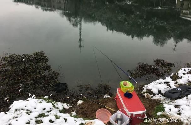 银龙鱼最佳配鱼方法视频，银龙鱼的最佳配鱼方法 水族问答