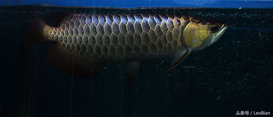 龙鱼鱼苗好养吗，关于龙鱼鱼苗的问题 水族问答