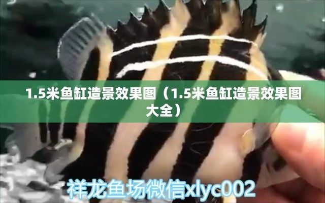 1米鱼缸造景效果图大全，1米鱼缸造景diy教程 鱼缸百科 第6张