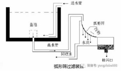 如何有效去除养殖水中的氨氮，养殖水中氨氮的重要性和方法，掌握有效的去除方法至关重要 观赏鱼市场（混养鱼） 第4张