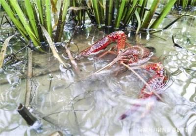 如何有效去除养殖水中的氨氮，养殖水中氨氮的重要性和方法，掌握有效的去除方法至关重要 观赏鱼市场（混养鱼） 第1张