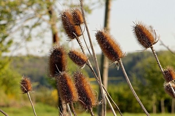 鱼缸绿植哪种好，铜钱草净化水质效果绿萝水培方法介绍龟背竹适合哪种鱼缸 鱼缸百科 第5张