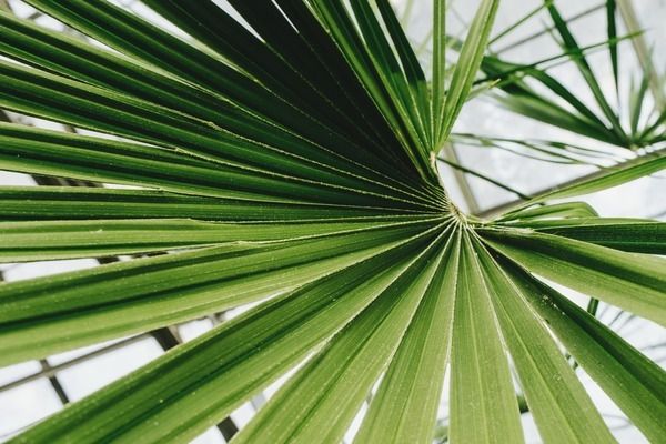 鱼缸怎么造景好看又简单，南美风格造景搭配技巧生态鱼缸造景布局要点双面式布景设计灵感 鱼缸百科 第3张