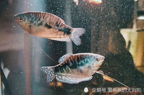 漂亮的龙鱼缸，如何制作一个漂亮且实用的龙鱼缸 鱼缸百科 第3张