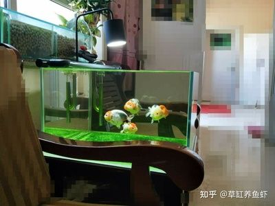 漂亮的龙鱼缸，如何制作一个漂亮且实用的龙鱼缸 鱼缸百科 第5张