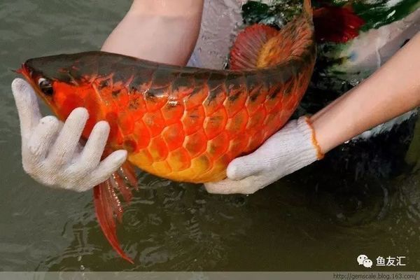 龙鱼食欲好趴缸，龙鱼趴缸后如何恢复食欲 龙鱼百科 第4张