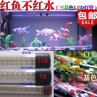 龙鱼老孙水族用品店，龙鱼老孙水族用品 龙鱼百科 第1张