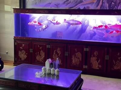 龙鱼老孙水族用品店，龙鱼老孙水族用品 龙鱼百科 第2张