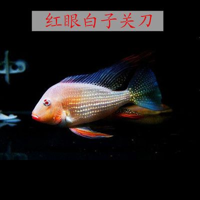 红眼白子关刀鱼苗最佳饲料，红眼白子关刀鱼苗饲料保存技巧红眼白子关刀鱼苗饲料保存技巧 观赏鱼市场（混养鱼） 第4张