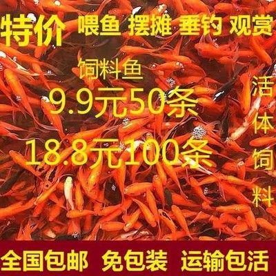 龙鱼饲料排行榜第一名，森森龙鱼饲料成分对比分析龙鱼饲料选择指南 龙鱼百科 第5张