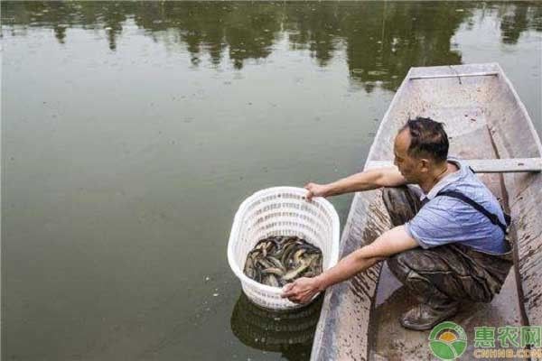 防止水族箱青苔生长方法，如何防止水族箱青苔生长 观赏鱼市场（混养鱼） 第2张